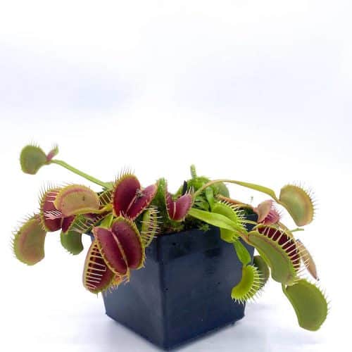 FTGXdot1608cAhL4eRPL-1.jpg FTGXdot1608cAhL4eRPL-1.jpg