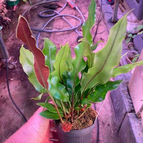 FVBs9GMl0BHIkyMNhlvy.jpg FVBs9GMl0BHIkyMNhlvy.jpg