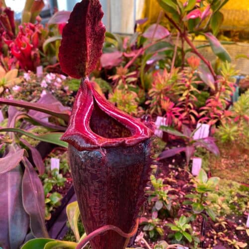 FVoKWjAqANK6mo3X4I90.jpg FVoKWjAqANK6mo3X4I90.jpg