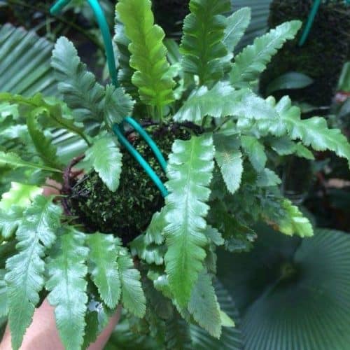 FWCt6YQ9xNkmlqxykTMu.jpg FWCt6YQ9xNkmlqxykTMu.jpg