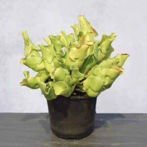 Sarracenia purpurea ssp. venosa var. pallidiflora (antho free ), 15-20 cm