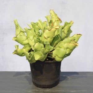 Sarracenia purpurea ssp. venosa var. pallidiflora (antho free ), 15-20 cm