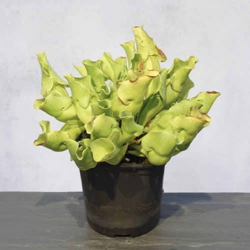 FaSE2LFuSaONUipmSBhH.jpg FaSE2LFuSaONUipmSBhH.jpg