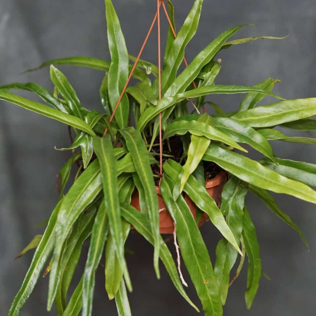Pyrrosia spec. Kew Gardens, ex Stoeckl