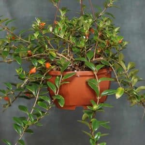 Nemathanthus cf. wettsteinii, Brasil