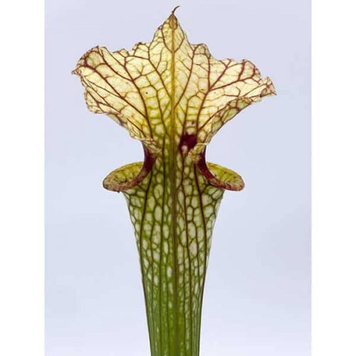 FoFyA6Ey0Yjk89tTmZN1.jpg FoFyA6Ey0Yjk89tTmZN1.jpg