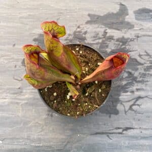 Sarracenia purpurea ssp. purpurea Moss Lake, Grey Co.