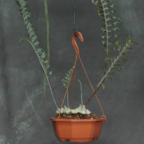 Fsa1p3w14iPbzqpkKjIL.jpg Fsa1p3w14iPbzqpkKjIL.jpg