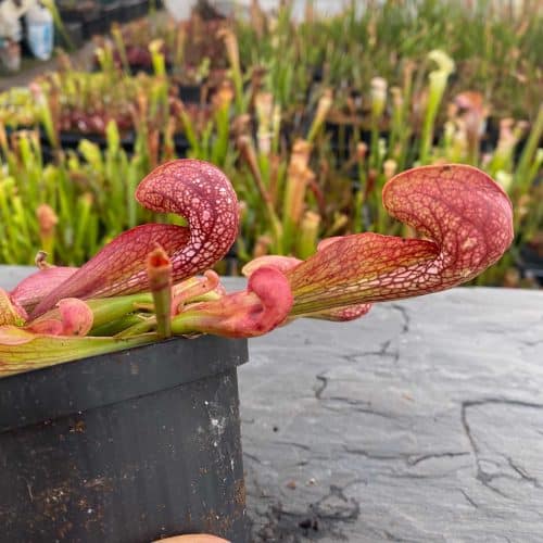 GAyJQrKYDxA6knX0edgQ.jpg GAyJQrKYDxA6knX0edgQ.jpg