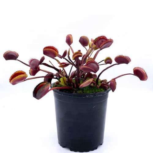 GEwpjzE5lpCHgDUZxolP.jpg GEwpjzE5lpCHgDUZxolP.jpg