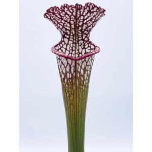 Sarracenia leucophylla "Purple and White Giant Form", near Altha, FL., seedgrown, 40 cm+