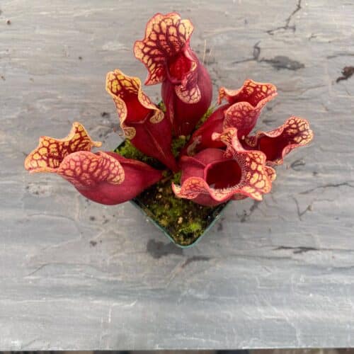 GJZGWyqboa5yjNOODk0E.jpg GJZGWyqboa5yjNOODk0E.jpg