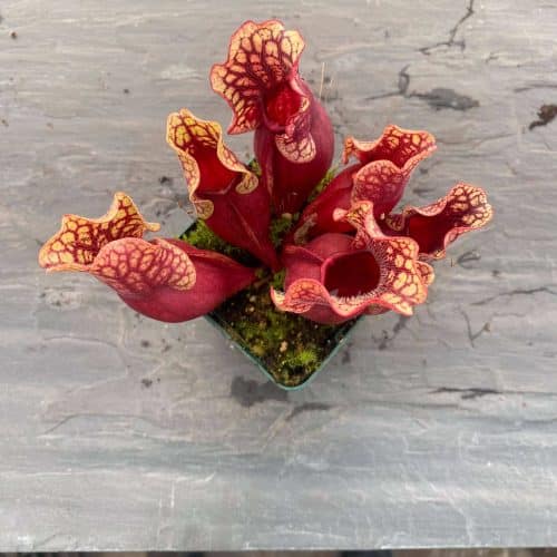 GJZGWyqboa5yjNOODk0E.jpg GJZGWyqboa5yjNOODk0E.jpg