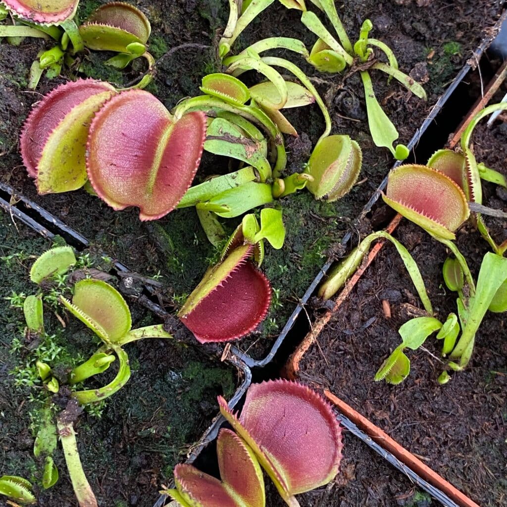 carnivorsandmore – Deine Quelle für seltene Pflanzen Dionaea muscipula "Periscope"