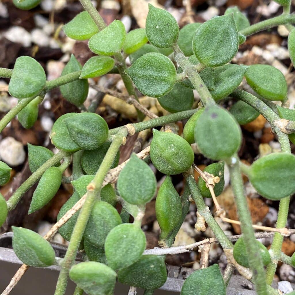 carnivorsandmore – Deine Quelle für seltene Pflanzen Dischidia tomentella