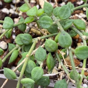 Dischidia tomentella