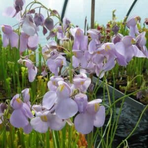 Utricularia x nelumbifolia x reniformis