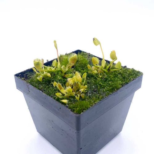 GbNEsulVtDvDQ3PM6Bpd.jpg GbNEsulVtDvDQ3PM6Bpd.jpg