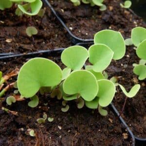 Utricularia reniformis small form
