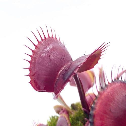 Glzn47li12K9YbOFIvgA-1.jpg Glzn47li12K9YbOFIvgA-1.jpg