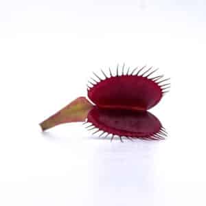 Dionaea muscipula "BCP Akai Riu Clone F15"