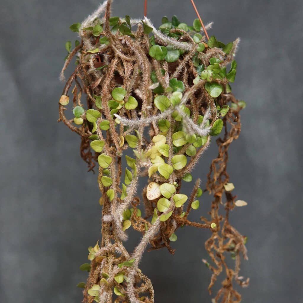 Microgramma vaccinifolia