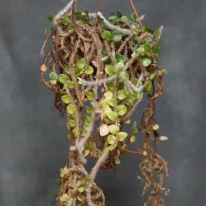 Microgramma vaccinifolia