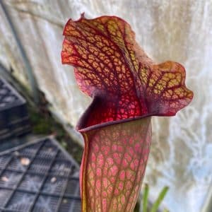 Sarracenia x "Black Sugar"