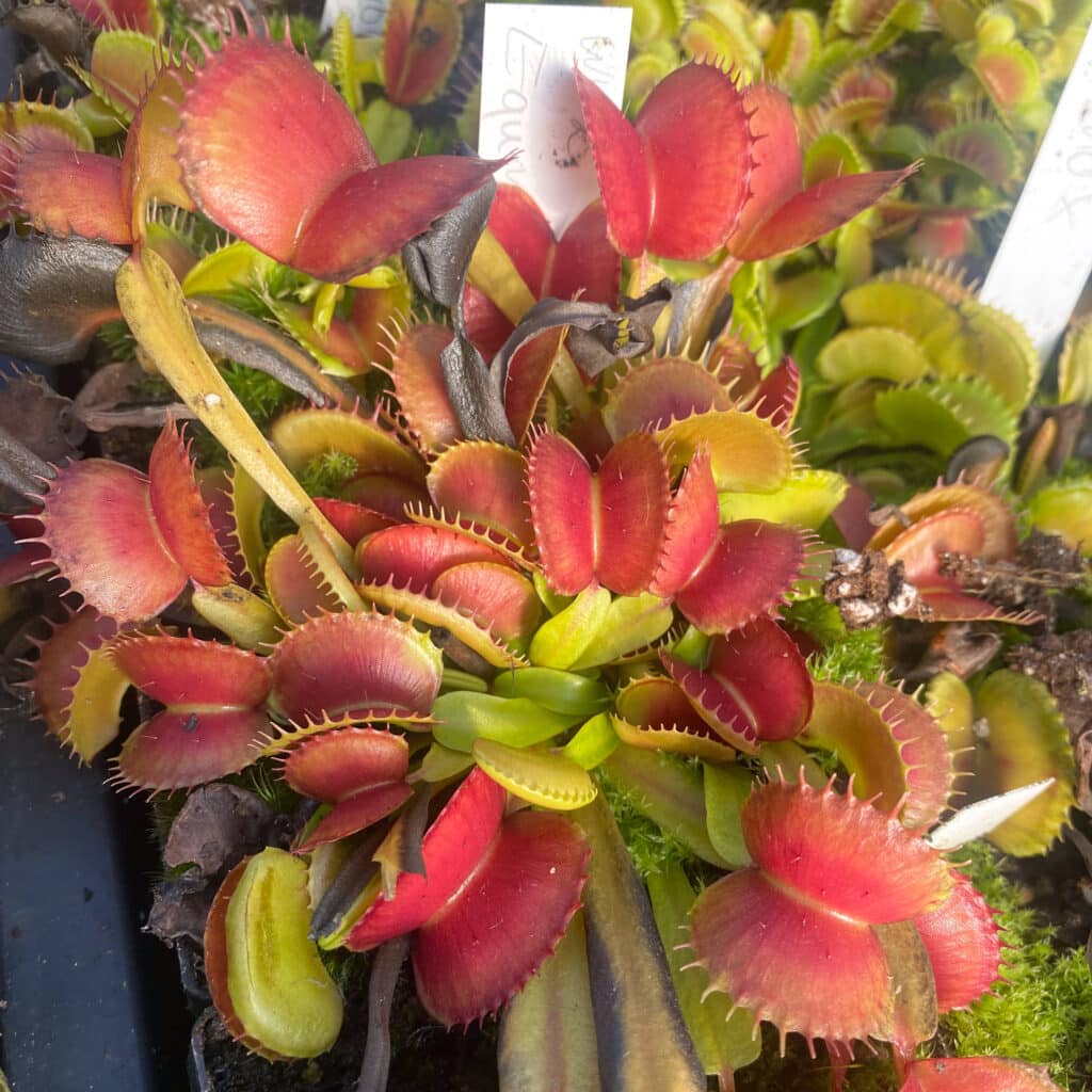 Dionaea muscipula ''CK Equinox''