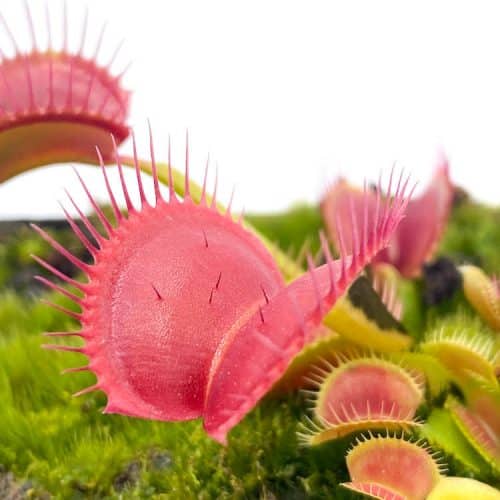 HAd2jmnxsmtlzrjt9wxW-1.jpg HAd2jmnxsmtlzrjt9wxW-1.jpg