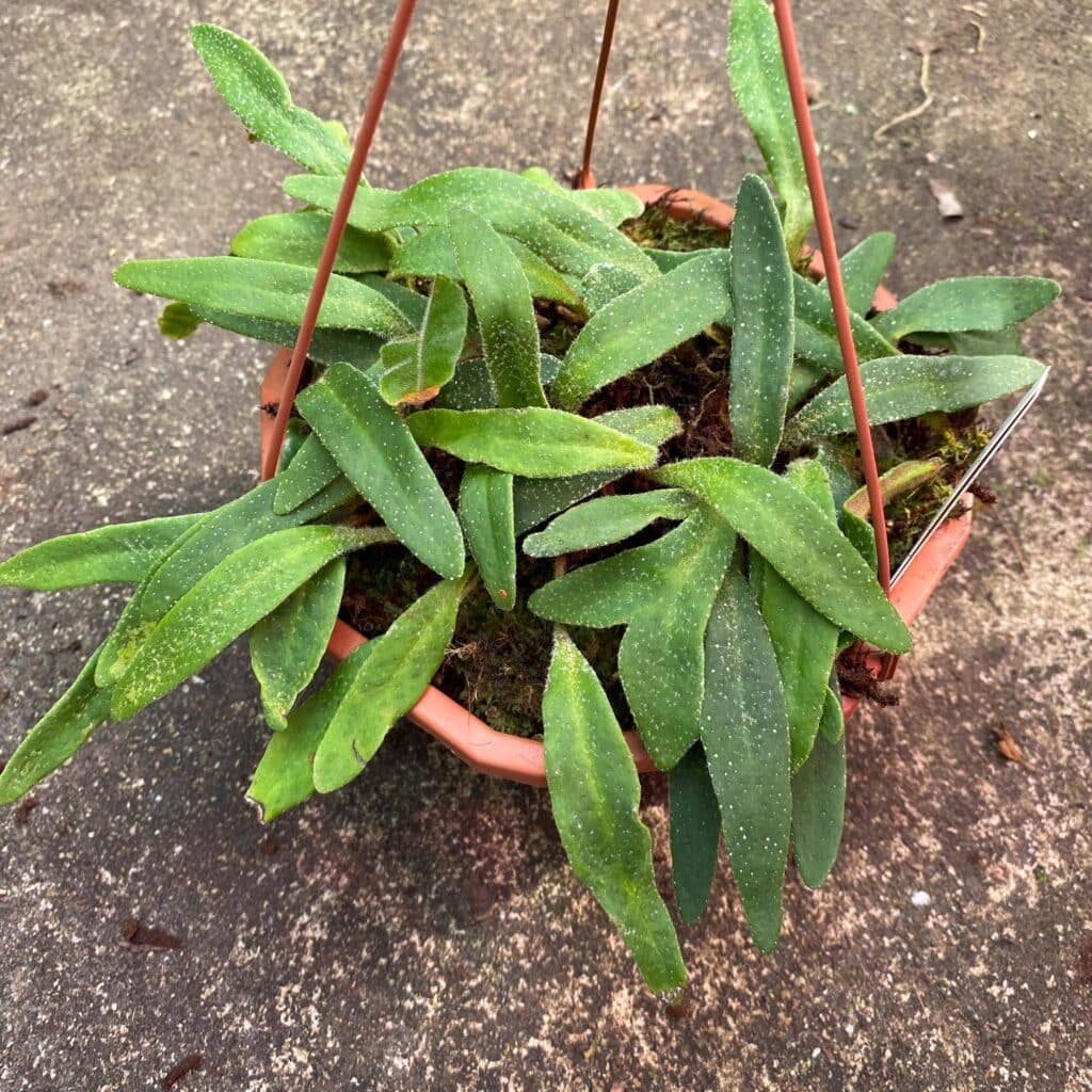 carnivorsandmore – Deine Quelle für seltene Pflanzen Pyrrosia linearifolia