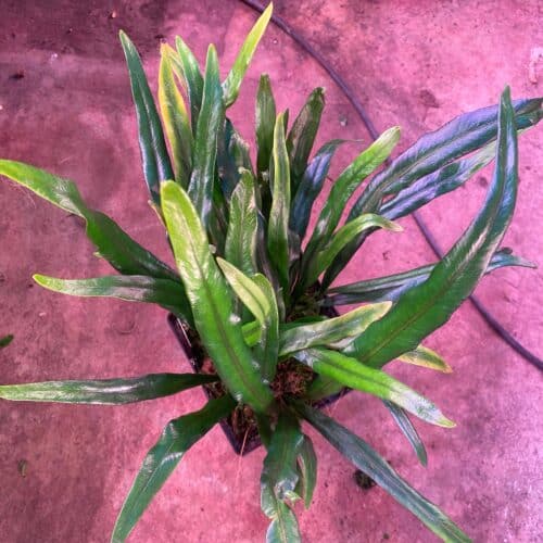 HGFYKiX42a2TGnWXtnzz.jpg HGFYKiX42a2TGnWXtnzz.jpg