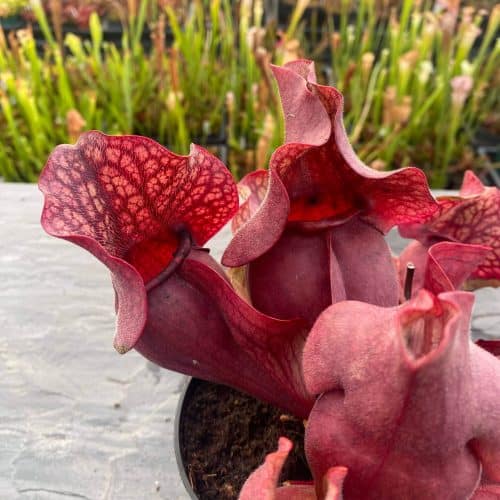 HKrlgU3TcpMsDl706YlQ.jpg HKrlgU3TcpMsDl706YlQ.jpg