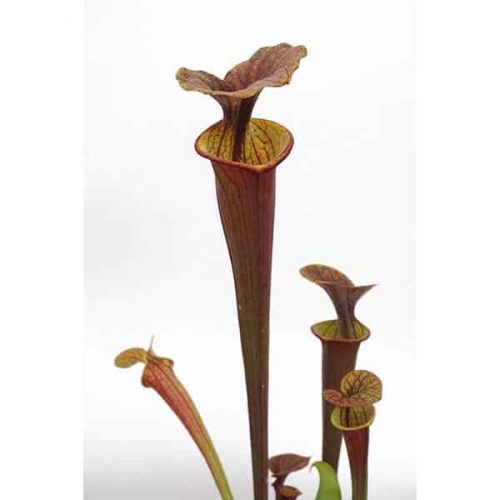 HMlKvQixN5dndOSqs2nM.jpg HMlKvQixN5dndOSqs2nM.jpg