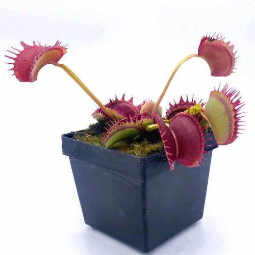 HOtkV3pKvy6p7nMWG6tt.jpg HOtkV3pKvy6p7nMWG6tt.jpg