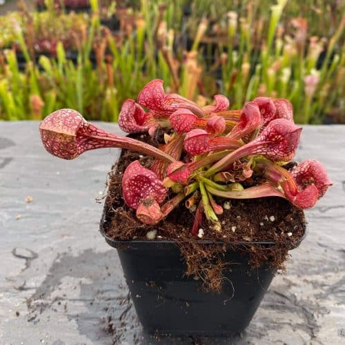 HZuFWeK3U1jhuHIfJxQV.jpg HZuFWeK3U1jhuHIfJxQV.jpg