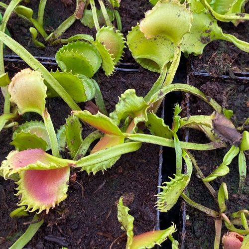 HbuvVzfwW1aDvSgazHqX.jpg HbuvVzfwW1aDvSgazHqX.jpg