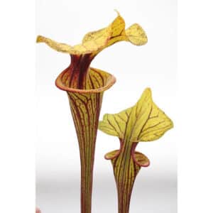 Sarracenia flava var. ornata, Marshall Clone, 40 cm