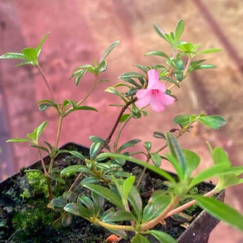 HoLxmv5j7bRL46dIZBq6.jpg HoLxmv5j7bRL46dIZBq6.jpg