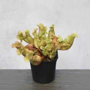 Sarracenia purpurea ssp. venosa "Completely Veinless"