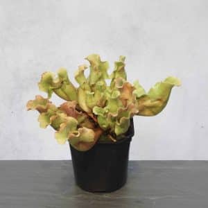 Sarracenia purpurea ssp. venosa "Completely Veinless"