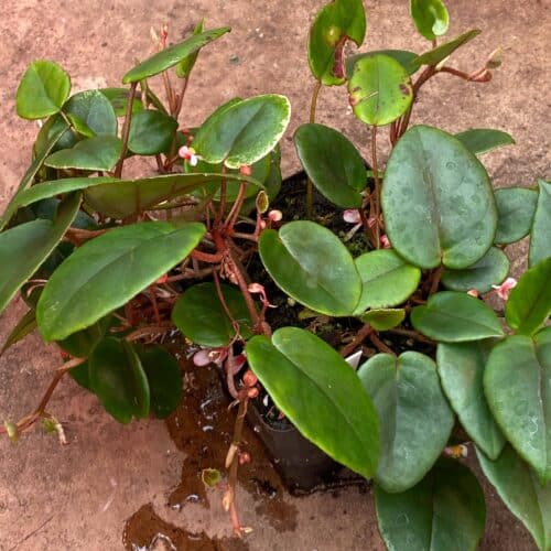 Hq1k1pcV0rokGGThK5yg.jpg Hq1k1pcV0rokGGThK5yg.jpg