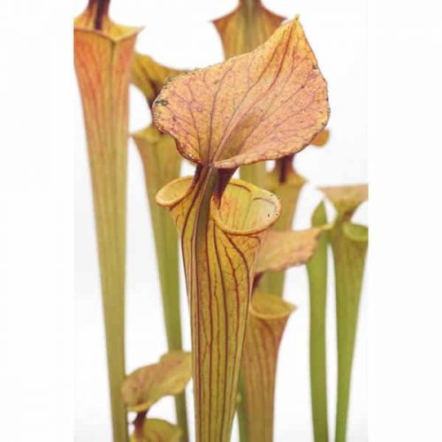 HqAC4zenNnbxDWTgHgdp.jpg HqAC4zenNnbxDWTgHgdp.jpg