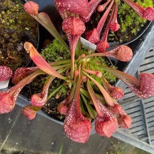 Sarracenia psittacina var. okefenokeensis "Big Globose Traps", ex Dr. Koenig
