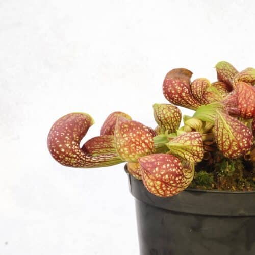 I3vNow9W2CZU2ODUWsfy.jpg I3vNow9W2CZU2ODUWsfy.jpg