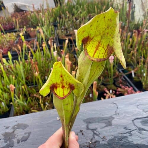 I6o2vG4k6DoDBfIRCFBd.jpg I6o2vG4k6DoDBfIRCFBd.jpg