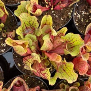 Sarracenia purpurea ssp. venosa "Yellow Flower" x venosa "Belly of Blood"