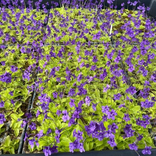 II1npTj8ym22msNGKXXz.jpg II1npTj8ym22msNGKXXz.jpg