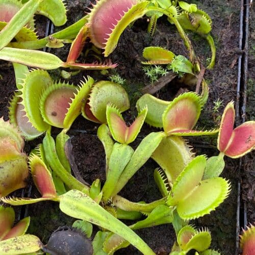 IJzcntkKK5KSKC6CG1MY.jpg IJzcntkKK5KSKC6CG1MY.jpg