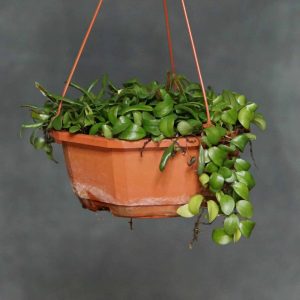 Lemmmapyllum microphyllum